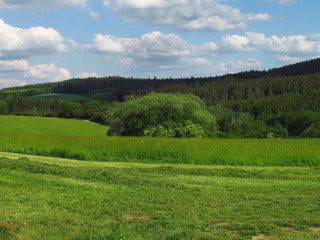 Summer rural hilly countryside with emerald green meadow, tries and clouds in the sky, natural still life, Czech republic