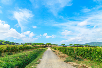 Ladscape of wineyards around Saint Tropez, Cote d'Azur, France