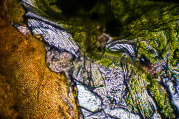 Biospähre der micro welten