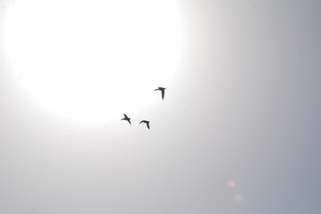 free flight