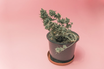 ripe cannabis plant in pot on pink background.