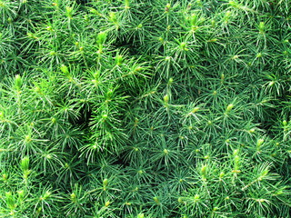 green needels juniperus closeup, natural phototexture, a favorite garden conifer, photo background