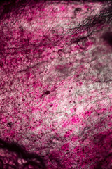Biospähre der micro welten