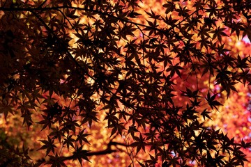 紅葉