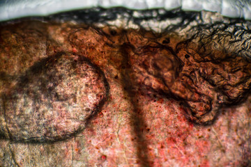 Biospähre der micro welten