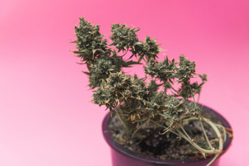ripe cannabis plant in pot on pink background.