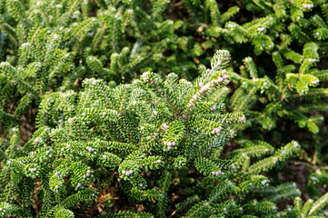 balsam fir, abies balsamea