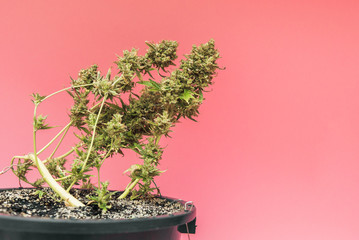 ripe cannabis plant in pot on pink background.