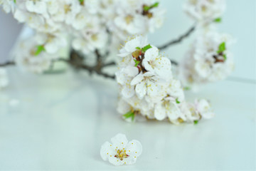 blooming apricots on a white background