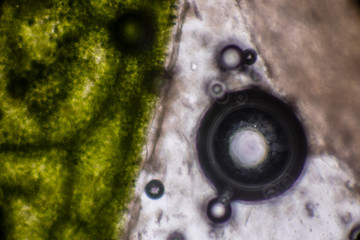 Bio Mikro Welt der Kleinsten Dinge