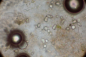 Bio Mikro Welt der Kleinsten Dinge