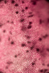 Bio Mikro Welt der Kleinsten Dinge