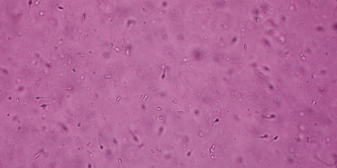 Bio Mikro Welt der Kleinsten Dinge