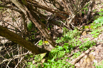 Naklejka na ściany i meble A rabbit sits in the bushes in the spring