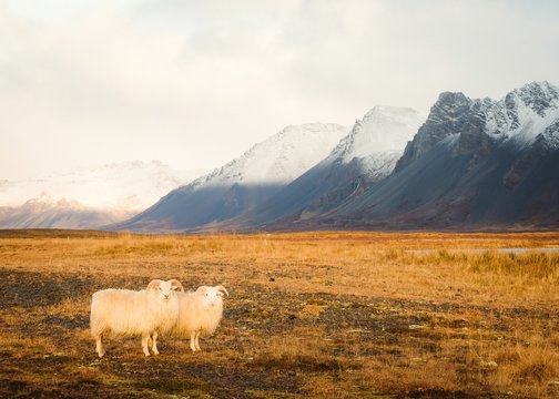 Wild sheep pasturing between dry meadow near high hills in Iceland
