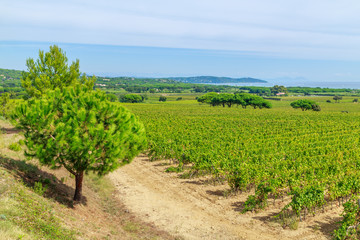 Fototapeta na wymiar Ladscape of wineyards around Saint Tropez, Cote d'Azur, France