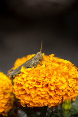 insecto Grillo sobre flor de cempasuchil naranja mexicana en macro 
