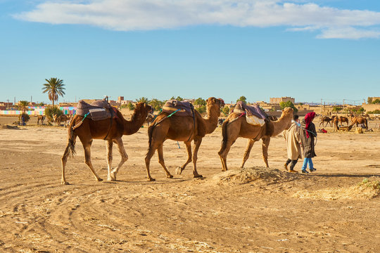 Marrakesh, Morocco - 31 December 2017: Back view people with camels going between sand lands in desert near a city