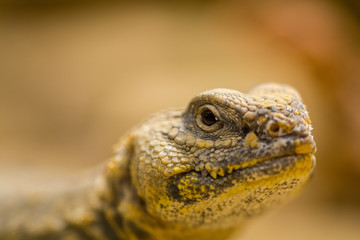 Zootiere