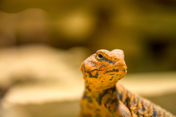 Zootiere