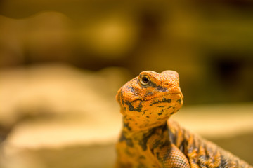 Zootiere