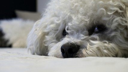 Adorable profile of a lying Bichon Frise dog
