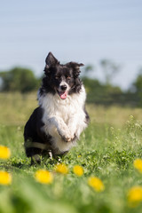 Hund Boarder Collie Rüde springt über die Wiese mit schönen Butterblumen Löwenzahn