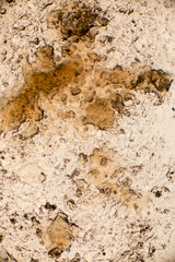 Bio Mikro Welt der Kleinsten Dinge