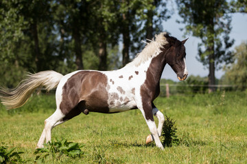 Pferd hübsches Lewitzer Pony im Galopp auf einer schönen Frühlingswiese