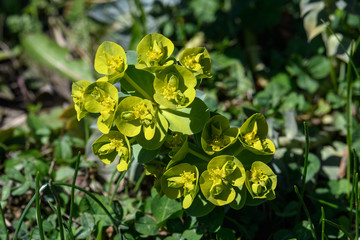 Close up of a group of fresh yellow flowers of cypress spurge or Euphorbia cyparissias in a garden...