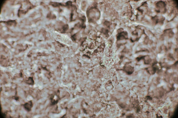 Bio Mikro Welt der Kleinsten Dinge