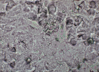 Bio Mikro Welt der Kleinsten Dinge