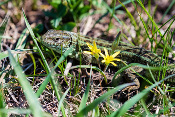 Portrait of happy quick lizard in grass