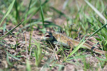 Naklejka premium Portrait of happy quick lizard in grass
