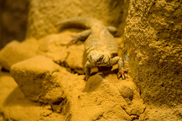 Zootiere
