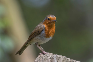 Popular garden bird