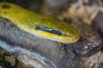 Zootiere