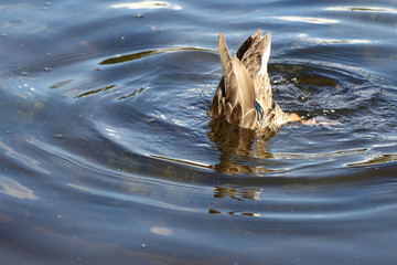 Fototapeta premium Stockente / Mallard / Anas platyrhynchos..