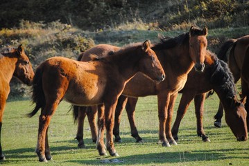 Happy horses’ farm