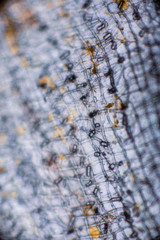 Bio Mikro Welt der Kleinsten Dinge