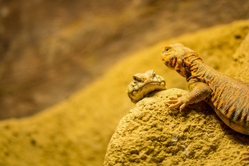 Zootiere