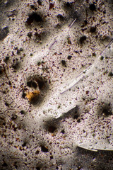 Bio Mikro Welt der Kleinsten Dinge