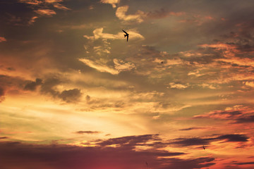Vivid dramatic twilight sunset sky with colorful clouds and silhouettes of birds