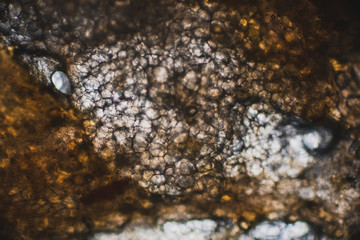 Bio Mikro Welt der Kleinsten Dinge