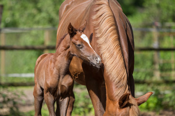 Obraz premium Fuchsfohlen Stute Warmblut