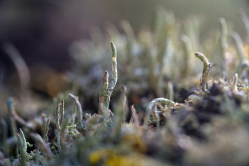Fototapeta premium Moss and lichen
