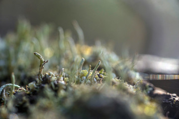 Moss and lichen
