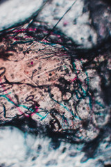 Bio Mikro Welt der Kleinsten Dinge