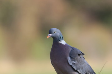 Fototapeta premium Wood Pigeon on Fence 1