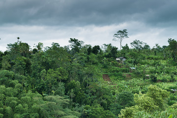 Tropical jungle Ubud bali Indonesia